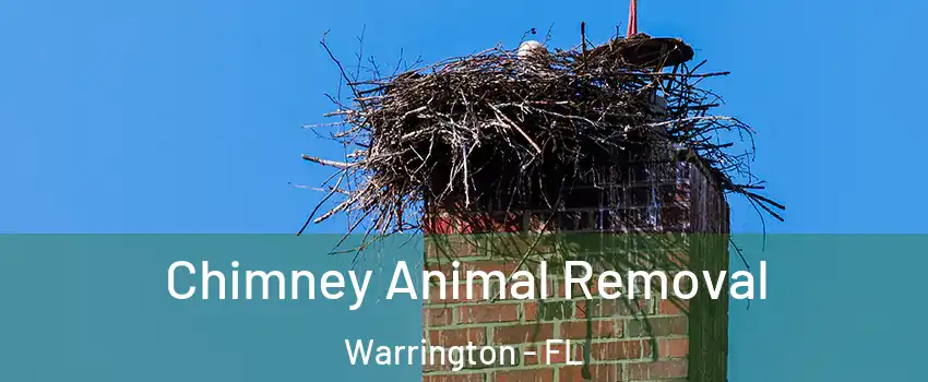  Chimney Animal Removal Warrington - FL