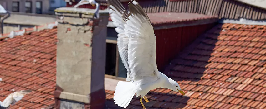 Residential Chimney Animal Removal Solution in Warrington, FL