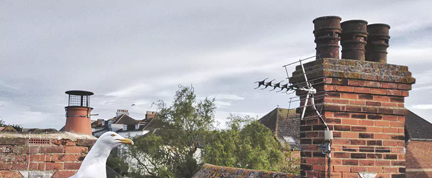 Chimney Cleaning And Restoration in Warrington, Florida